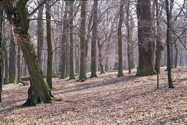 Náměšť nad Oslavou, 25.3.2003
Obora Kralice. 


Schlüsselwörter: Náměšť nad Oslavou Obora Kralice