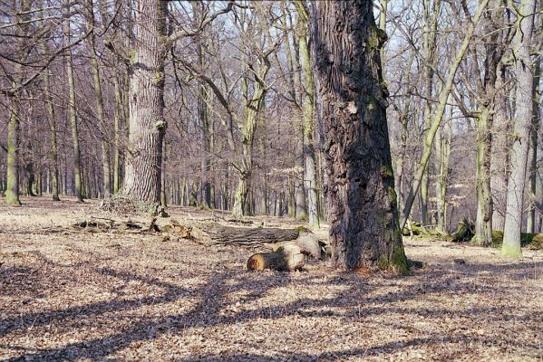 Náměšť nad Oslavou, 25.3.2003
Obora Kralice. 


Schlüsselwörter: Náměšť nad Oslavou Obora Kralice Lacon querceus