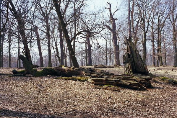 Náměšť nad Oslavou, 25.3.2003
Obora Kralice. 


Klíčová slova: Náměšť nad Oslavou Obora Kralice