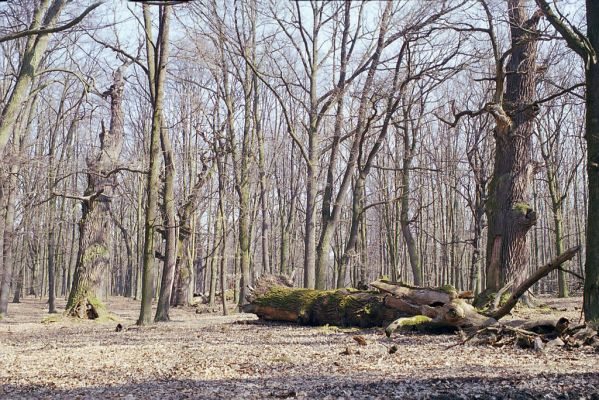 Náměšť nad Oslavou, 25.3.2003
Obora Kralice. 
 


Keywords: Náměšť nad Oslavou Obora Kralice Ampedus cardinalis