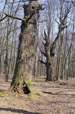 Náměšť nad Oslavou, 25.3.2003
Obora Kralice. 



Mots-clés: Náměšť nad Oslavou Obora Kralice Ampedus cardinalis brunnicornis Lacon querceus