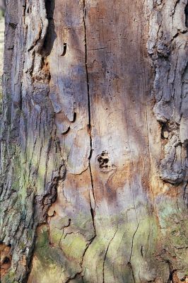 Náměšť nad Oslavou, 25.3.2003
Obora Kralice. Dub se starými požerky tesaříka obrovského.



Klíčová slova: Náměšť nad Oslavou Obora Kralice Cerambyx cerdo