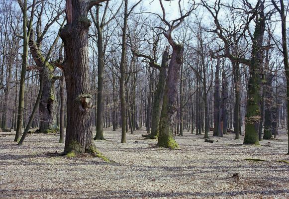 Náměšť nad Oslavou, 25.3.2003
Obora Kralice. 


Mots-clés: Náměšť nad Oslavou Obora Kralice Ampedus cardinalis brunnicornis