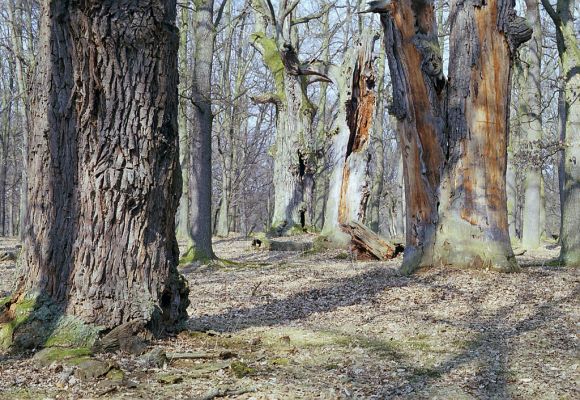 Náměšť nad Oslavou, 25.3.2003
Obora Kralice. 

Klíčová slova: Náměšť nad Oslavou Obora Kralice Ampedus cardinalis brunnicornis