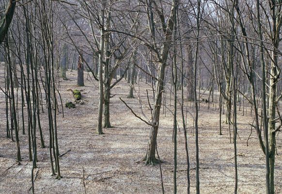 Náměšť nad Oslavou, 25.3.2003
Obora Kralice. 


Mots-clés: Náměšť nad Oslavou Obora Kralice Ampedus nigerrimus pomorum