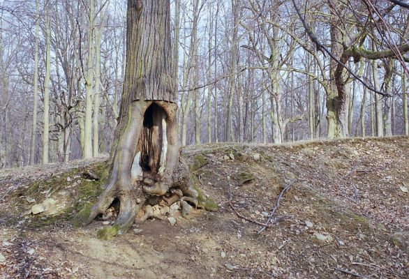 Náměšť nad Oslavou, 25.3.2003
Obora Kralice. Dutina lípy osídlená kovaříky Ischnodes sanguinicollis a Limoniscus violaceus.



Klíčová slova: Náměšť nad Oslavou Obora Kralice Ischnodes sanguinicollis Limoniscus violaceus