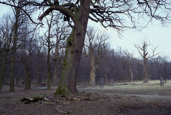 Náměšť nad Oslavou, 25.3.2003
Obora Kralice. Staré duby osídlené tesaříky Cerambyx cerdo.


Mots-clés: Náměšť nad Oslavou Obora Kralice Cerambyx cerdo