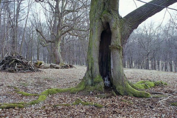 Náměšť nad Oslavou, 25.3.2003
Kralická obora. Dutá lípa osídlená kovaříky Limoniscus violaceus, Ischnodes sanguinicollis a Crepidophorus mutilatus.



Klíčová slova: Náměšť nad Oslavou Kralická obora Limoniscus violaceus Ischnodes sanguinicollis Crepidophorus mutilatus