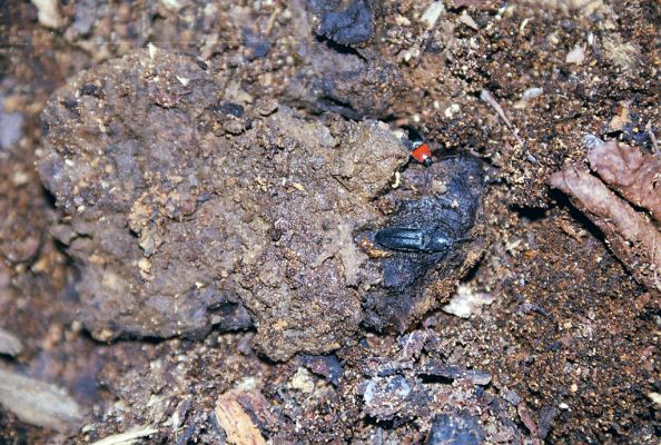 Náměšť nad Oslavou, 25.3.2003
Kralická obora. Kovaříci Limoniscus violaceus a Ischnodes sanguinicollis v trouchu na dvě dutiny lípy.
Schlüsselwörter: Náměšť nad Oslavou Kralická obora Limoniscus violaceus Ischnodes sanguinicollis Crepidophorus mutilatus