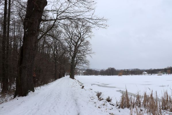 Nasavrky, 13.1.2021
Libáň, Pařezný rybník.
Mots-clés: Nasavrky Libáň Pařezný rybník