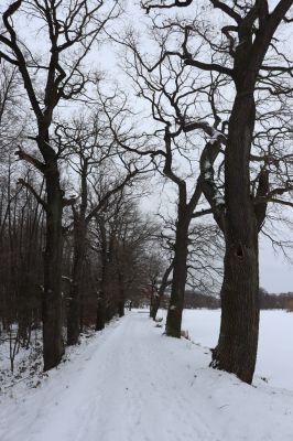 Nasavrky, 13.1.2021
Libáň, Pařezný rybník.
Schlüsselwörter: Nasavrky Libáň Pařezný rybník
