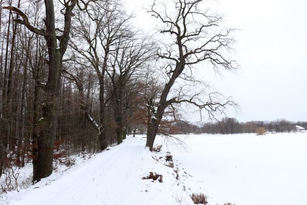 Nasavrky, 13.1.2021
Libáň, Pařezný rybník.
Schlüsselwörter: Nasavrky Libáň Pařezný rybník