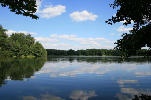 Nasavrky - Libáň, 14.8.2012
Pařezný rybník.
Klíčová slova: Nasavrky Libáň Pařezný rybník