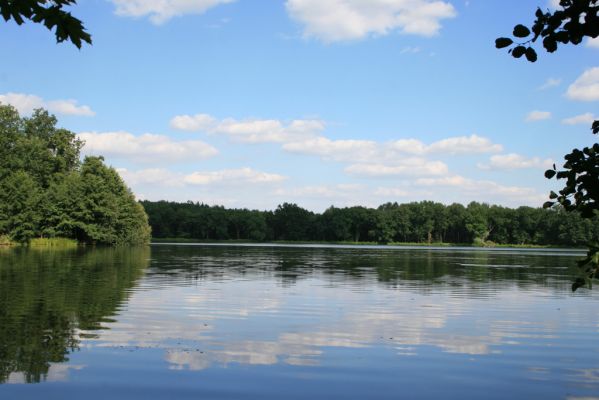 Nasavrky - Libáň, 14.8.2012
Pařezný rybník.
Klíčová slova: Nasavrky Libáň Pařezný rybník