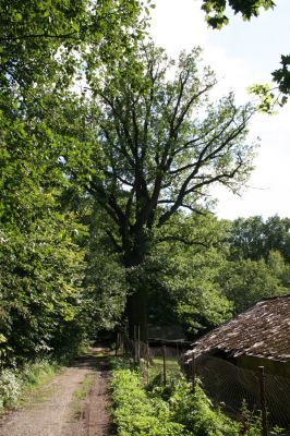 Nasavrky - Libáň, 14.8.2012
Dub u Pařezného.



Klíčová slova: Nasavrky Libáň Pařezný rybník