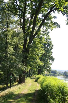Nasavrky - Libáň, 14.8.2012
Pařezný rybník - hráz.



Klíčová slova: Nasavrky Libáň Pařezný rybník