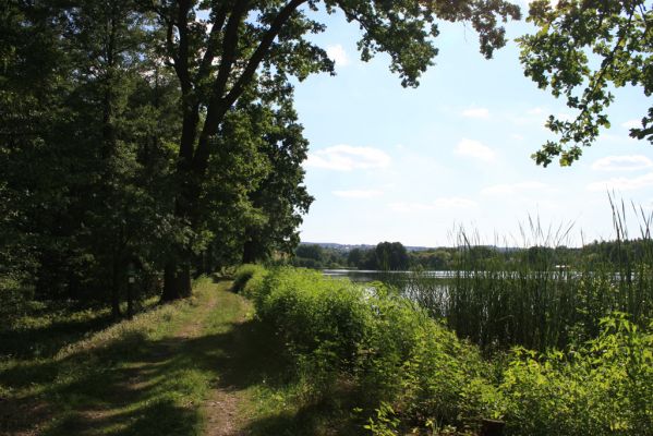 Nasavrky - Libáň, 14.8.2012
Pařezný rybník - hráz.


Klíčová slova: Nasavrky Libáň Pařezný rybník