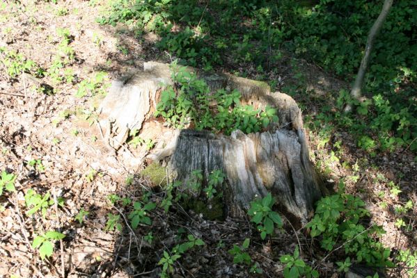 Nasavrky - Libáň, 14.8.2012
Pařezný rybník - hráz. Pařez dubu ve kterém jsem v roce 1991 nalezl kovaříky Ampedus cardinalis.



Klíčová slova: Nasavrky Libáň Pařezný rybník Ampedus cardinalis