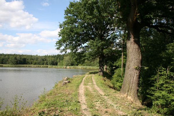 Nasavrky - Libáň, 14.8.2012
Hluboký rybník - hráz.





Klíčová slova: Nasavrky Libáň Hluboký rybník