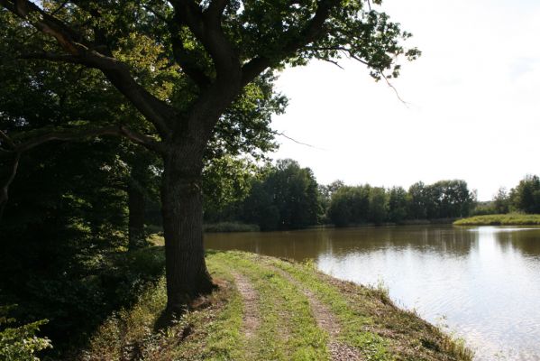 Nasavrky - Libáň, 14.8.2012
Hluboký rybník - hráz.



Schlüsselwörter: Nasavrky Libáň Hluboký rybník