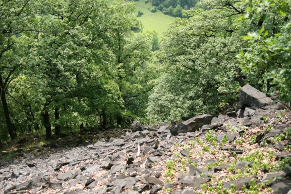 Stráž nad Ohří, vrch Nebesa, 20.5.2009
Suťoviště na jižním svahu.
Klíčová slova: Stráž nad Ohří Nebesa Porthmidius austriacus Idolus picipennis Dicronychus cinereus