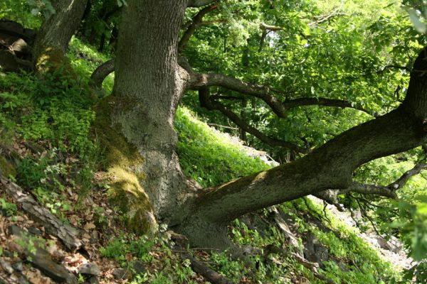 Stráž nad Ohří, vrch Nebesa, 20.5.2009
Suťový les na jižním svahu.
Klíčová slova: Stráž nad Ohří Nebesa