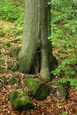 Stráž nad Ohří, vrch Nebesa, 9.5.2009
Dutý buk na východním svahu, osídlený kovaříky Procraerus tibialis.
Keywords: Stráž nad Ohří Nebesa Procraerus tibialis