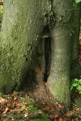 Stráž nad Ohří, vrch Nebesa, 9.5.2009
Dutý buk na východním svahu, osídlený kovaříky Procraerus tibialis.
Klíčová slova: Stráž nad Ohří Nebesa Procraerus tibialis