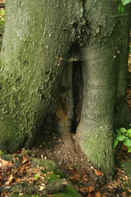 Stráž nad Ohří, vrch Nebesa, 9.5.2009
Dutý buk na východním svahu, osídlený kovaříky Procraerus tibialis.
Schlüsselwörter: Stráž nad Ohří Nebesa Procraerus tibialis