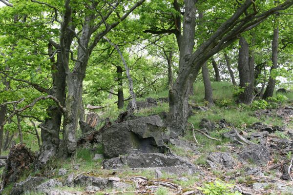 Stráž nad Ohří, vrch Nebesa, 9.5.2009
Suťový les na jihozápadním svahu.
Klíčová slova: Stráž nad Ohří Nebesa