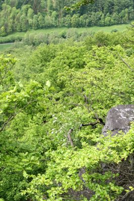 Stráž nad Ohří, vrch Nebesa, 9.5.2009
Pohled ze skály na západ do údolí Pekelského potoka.
Keywords: Stráž nad Ohří Nebesa