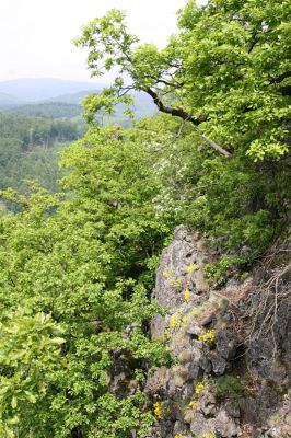 Stráž nad Ohří, vrch Nebesa, 9.5.2009
Skála na západním svahů s kvetoucími tařicemi.
Schlüsselwörter: Stráž nad Ohří Nebesa