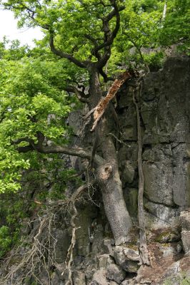 Stráž nad Ohří, vrch Nebesa, 9.5.2009
Skalní dub na západním svahu.
Klíčová slova: Stráž nad Ohří Nebesa