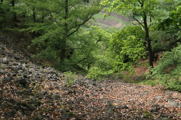 Stráž nad Ohří, vrch Nebesa, 9.5.2009
Suťoviště na západním svahu.
Schlüsselwörter: Stráž nad Ohří Nebesa