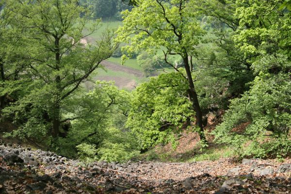 Stráž nad Ohří, vrch Nebesa, 9.5.2009
Suťoviště na západním svahu.
Mots-clés: Stráž nad Ohří Nebesa