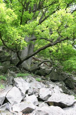 Stráž nad Ohří, vrch Nebesa, 9.5.2009
Suťový les na jižním svahu.
Klíčová slova: Stráž nad Ohří Nebesa Porthmidius austriacus Idolus picipennis