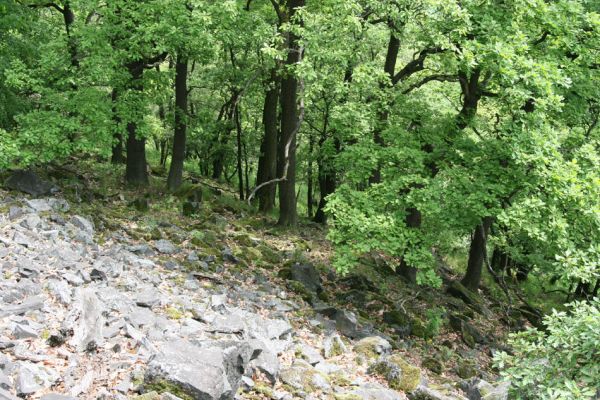 Stráž nad Ohří, vrch Nebesa, 9.5.2009
Suťový les na jižním svahu.
Keywords: Stráž nad Ohří Nebesa Porthmidius austriacus Idolus picipennis