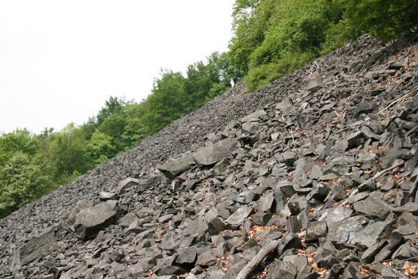 Stráž nad Ohří, vrch Nebesa, 9.5.2009
Obří suťoviště na západním svahu.
Klíčová slova: Stráž nad Ohří Nebesa Idolus picipennis Dušánek