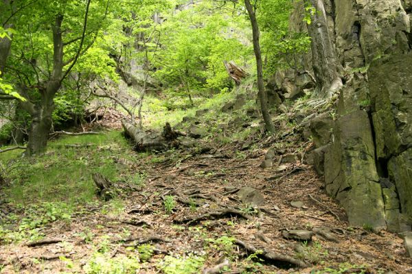 Stráž nad Ohří, vrch Nebesa, 9.5.2009
Suťový les na západním svahu.
Klíčová slova: Stráž nad Ohří Nebesa