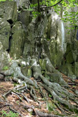 Stráž nad Ohří, vrch Nebesa, 9.5.2009
Suťový les na západním svahu.
Mots-clés: Stráž nad Ohří Nebesa