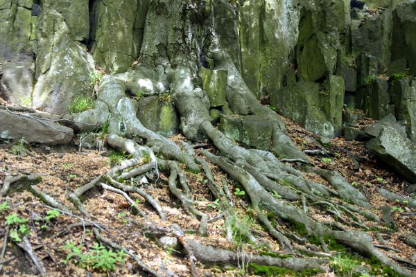 Stráž nad Ohří, vrch Nebesa, 9.5.2009
Suťový les na západním svahu.
Klíčová slova: Stráž nad Ohří Nebesa