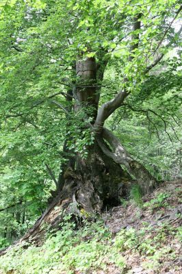 Stráž nad Ohří, vrch Nebesa, 9.5.2009
Suťový les na západním svahu.
Klíčová slova: Stráž nad Ohří Nebesa