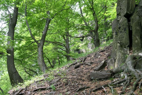 Stráž nad Ohří, vrch Nebesa, 9.5.2009
Suťový les na západním svahu.
Mots-clés: Stráž nad Ohří Nebesa Crepidophorus mutilatus