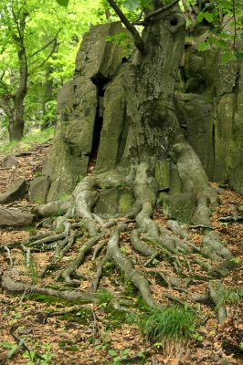 Stráž nad Ohří, vrch Nebesa, 9.5.2009
Suťový les na západním svahu.
Schlüsselwörter: Stráž nad Ohří Nebesa