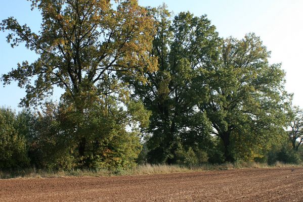 Němčice-16.10.2007
Alej mohutných kmenů lip a dubů na pravém břehu Labe u Labiště směrem k Tůni.
Klíčová slova: Němčice Labe pobřežní porosty