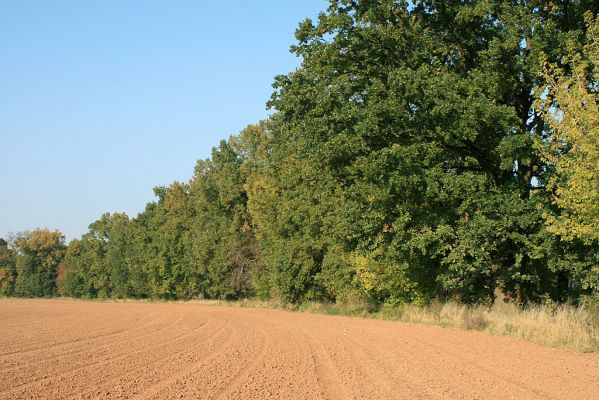 Němčice-16.10.2007
Alej mohutných kmenů lip a dubů na pravém břehu Labe u Labiště směrem k Tůni.
Schlüsselwörter: Němčice Labe pobřežní porosty