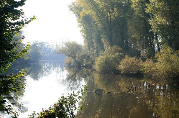 Němčice-Labiště-16.10.2007
Severní část slepého ramene Labiště.
Klíčová slova: Němčice Labiště slepé rameno