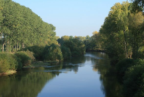 Němčice-Labe-16.10.2007
Labské náplavy vytvořily za mostem k Němčicím několik štěrkových ostrovů. Dnes jsou již celé porostlé vrbami.
Keywords: Němčice Labe ostrov