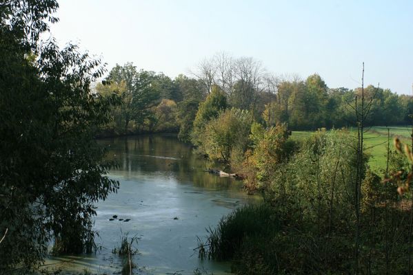 Němčice-Labiště-16.10.2007
Slepé rameno Labiště. Pohled z nájezdu k mostu přes Labe. 
Keywords: Němčice Labiště slepé rameno