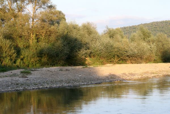 Nemcovce, 17.9.2014
Meandry Topľy. Rozsáhlé písčité náplavy - perspektivní biotop kovaříků rodu Negastrius. 


Mots-clés: Nemcovce řeka Topľa